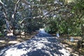 A smooth long paved walking path through the garden with lush green trees and plants hanging over the path