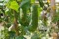 Smooth Loofah or Luffa cylindrica on tree