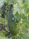 Smooth loofah Luffa cylindrical or dishcloth gourd Royalty Free Stock Photo