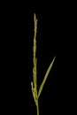 Smooth Meadow Grass (Poa pratensis). Immature Contracted Inflorescence Closeup