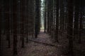 Smooth misty alleys of fir trees. Moss fallen leaves on the forest path