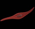 A smooth muscle cell is a spindle-shaped myocyte with a wide middle and tapering ends, and a single nucleus Royalty Free Stock Photo