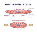 Smooth muscle cells anatomical structure description outline diagram Royalty Free Stock Photo