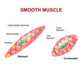 Smooth muscle tissue Royalty Free Stock Photo