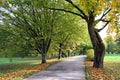 Smooth and narrow asphalt road among the trees on a sunny autumn day Royalty Free Stock Photo