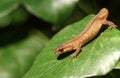 A Smooth Newt also known as the Common Newt Lissotriton vulgaris climbing over an Ivy leaf. Royalty Free Stock Photo