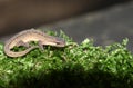 A Smooth Newt also known as the Common Newt Lissotriton vulgaris hunting in the moss. Royalty Free Stock Photo