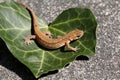 Smooth newt or common newt / Lissotriton vulgaris Royalty Free Stock Photo