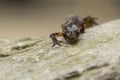 Smooth newt Lissotriton vulgaris portrait Royalty Free Stock Photo