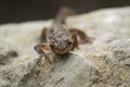 Smooth newt Lissotriton vulgaris portrait Royalty Free Stock Photo