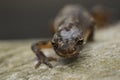 Smooth newt Lissotriton vulgaris portrait Royalty Free Stock Photo