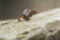 Smooth newt Lissotriton vulgaris portrait Royalty Free Stock Photo