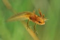 Smooth Newt nymph Triturus vulgaris swimming in the water. Green background, larvae Royalty Free Stock Photo