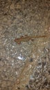 Smooth newt

Scientific name:Â Lissotriton vulgaris Royalty Free Stock Photo