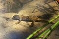 Smooth newt in situ under water