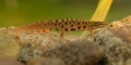 Smooth newt Royalty Free Stock Photo