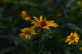 Smooth oxeye, false sunflower yellow floer in the garden