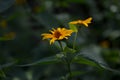 Smooth oxeye, false sunflower yellow floer in the garden