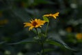 Smooth oxeye, false sunflower yellow floer in the garden