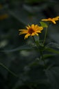 Smooth oxeye, false sunflower yellow floer in the garden