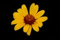 Smooth oxeye