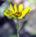 Smooth Oxeye