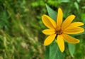 Smooth Oxeye in Southern Ontario Royalty Free Stock Photo