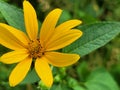 Smooth Oxeye in Strasburg Woods Royalty Free Stock Photo