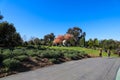 A smooth paved walking path with people walking in mask and a big pink and yellow tree near a gazebo Royalty Free Stock Photo