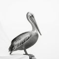 Is a smooth plain white emphasizing the pelican s intricate feather Royalty Free Stock Photo