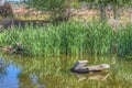 Smooth Pond with grass and rocks reflection Royalty Free Stock Photo