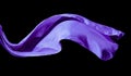 Smooth purple transparent cloth isolated on black background