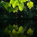 Smooth reflection mirror surface branch of pumpkin leaf.