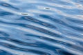 Smooth Ripples on Surface of Pacific Ocean Royalty Free Stock Photo