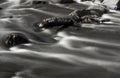 River Flowing Through Rocks and Rapids in Denver, Colorado Royalty Free Stock Photo