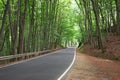 smooth road in the forest Royalty Free Stock Photo
