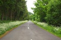 smooth road in the forest Royalty Free Stock Photo