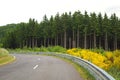 smooth road in the forest Royalty Free Stock Photo