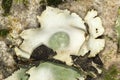 Papery umbilicate lichen clinging to rock in Sunapee, New Hampshire.