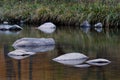 Smooth rocks in river