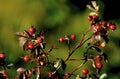 Smooth Rose Hips 48545