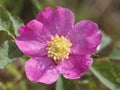 Smooth Rose with Hoverfly