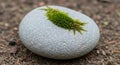 Smooth, round gray pebble resting on Royalty Free Stock Photo