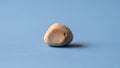 Rounded pebble with a light beige color and subtle reddish brown hues Royalty Free Stock Photo