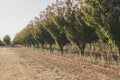 Smooth rows of trees in an olive grove