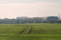 Smooth rows of winter crops in October Royalty Free Stock Photo