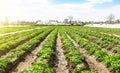 Smooth rows of young potato bushes on farm field. Fresh green greens. Growing organic vegetables products. Cultivation and care of