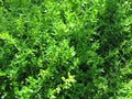 Smooth rupturewort, a groundcover in the garden Royalty Free Stock Photo