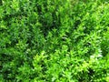 Smooth rupturewort, a groundcover in the garden
