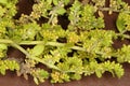 Smooth Rupturewort (Herniaria glabra). Habit